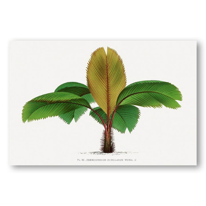 Vintage Palm Tree 24 Art Print