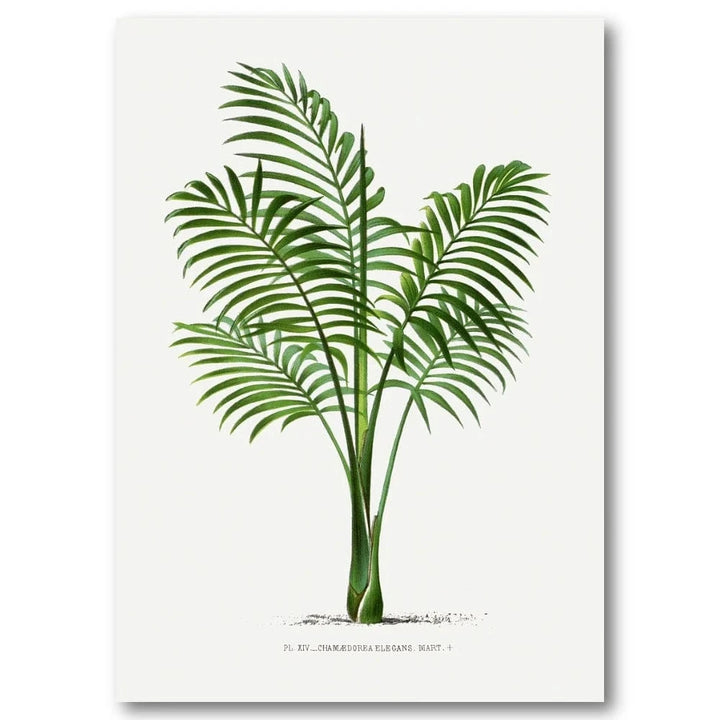 Vintage Palm 34  Art Print