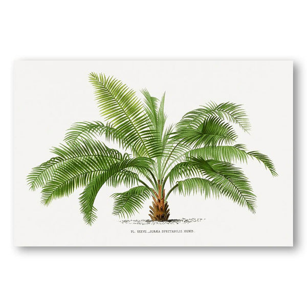 Vintage Palm Tree 18 Art Print