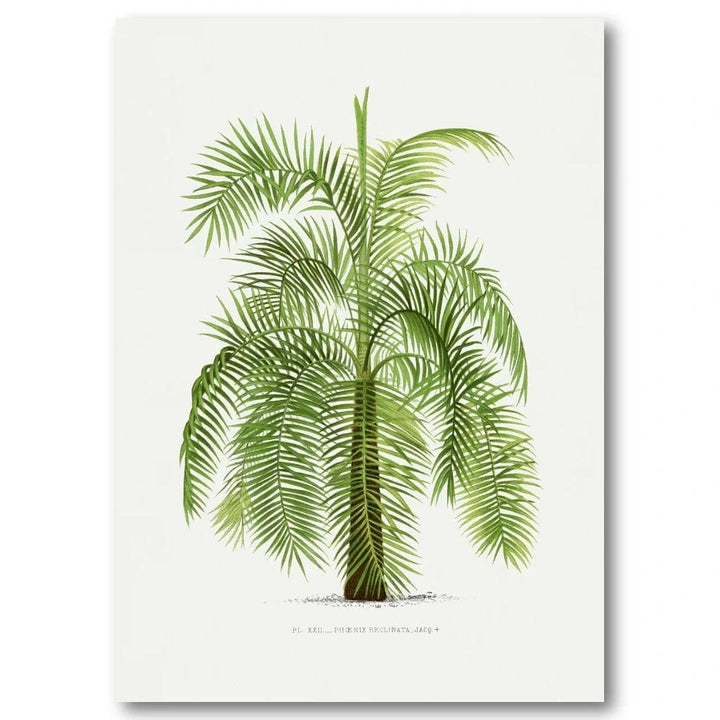 Vintage Palm 16 Art Print