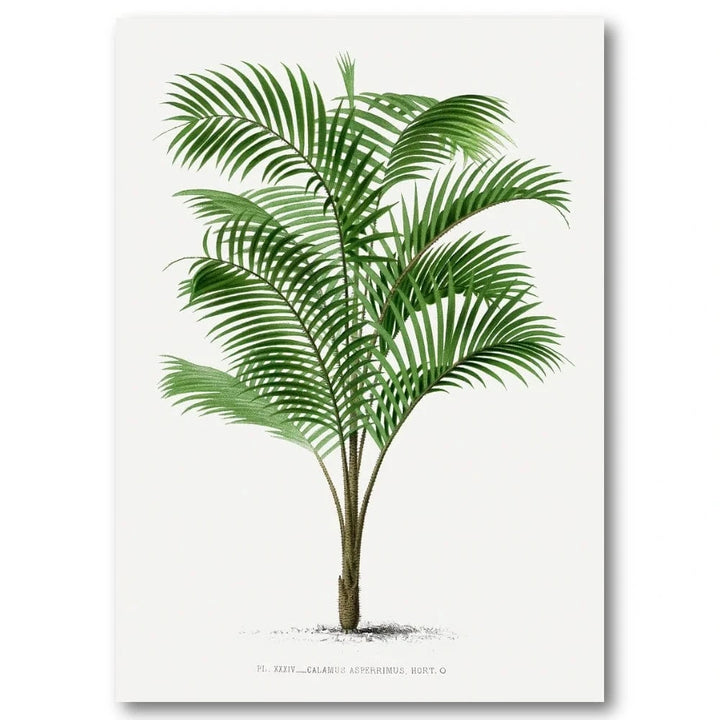 Vintage Palm 33 Art Print