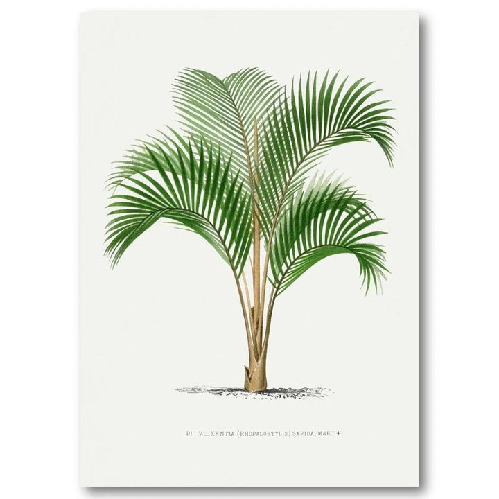 Vintage Palm 31 Art Print