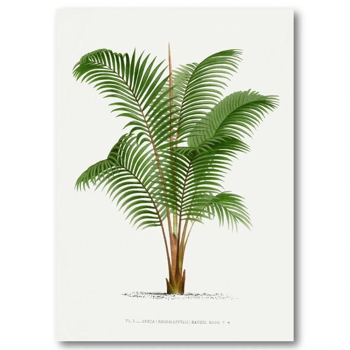 Vintage Palm 32 Art Print