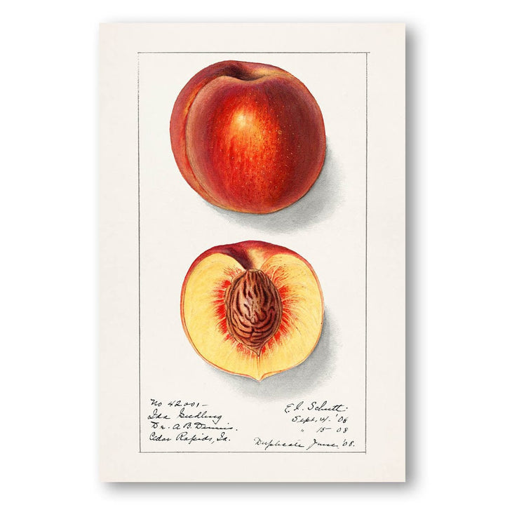 Vintage Peaches Art Print