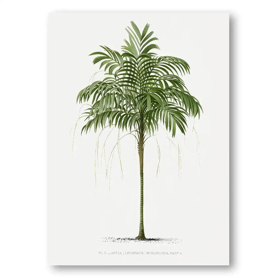 Areca Monostachya vintage print, one of the pair