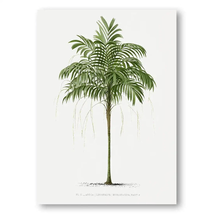 Areca Monostachya vintage print, one of the pair