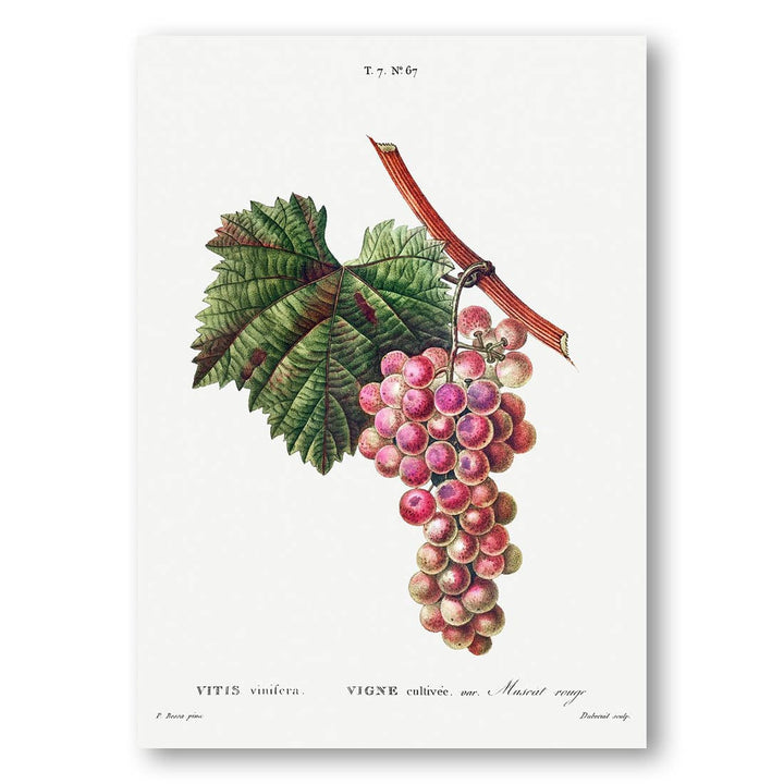 Vitis vinifera Art Print