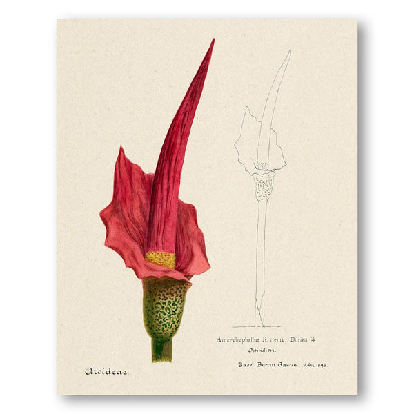 Voodoo Lily Art Print