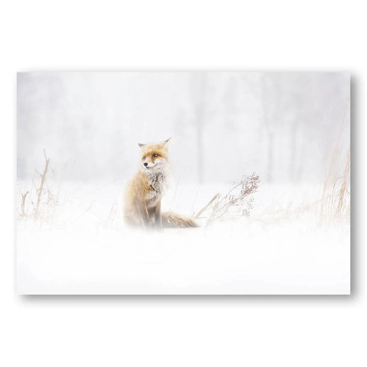 Winter Fox Waiting Photo Print