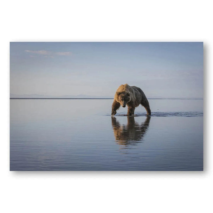 Bear's Tranquil Stroll Photo Print