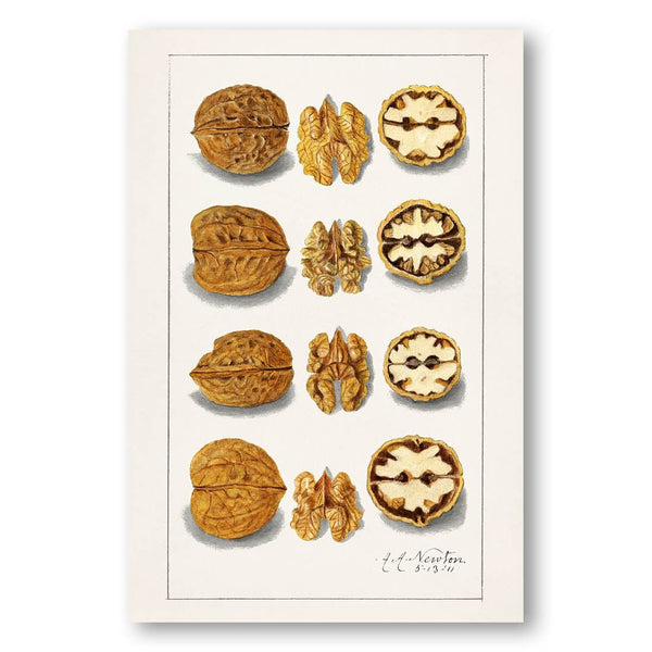 Walnuts by Amanda Almira Newton Art Print