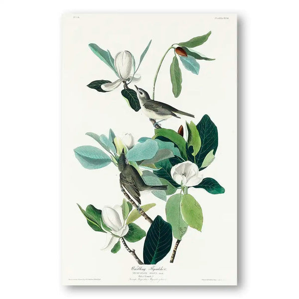 Warbling Flycatchers by John James Audubon Art Print