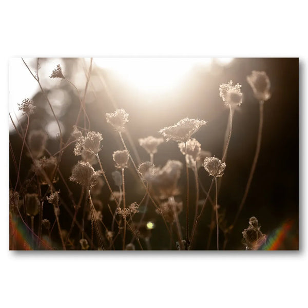 Warm Winter Light 3 Photo Print