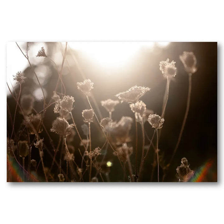 Warm Winter Light 3 Photo Print