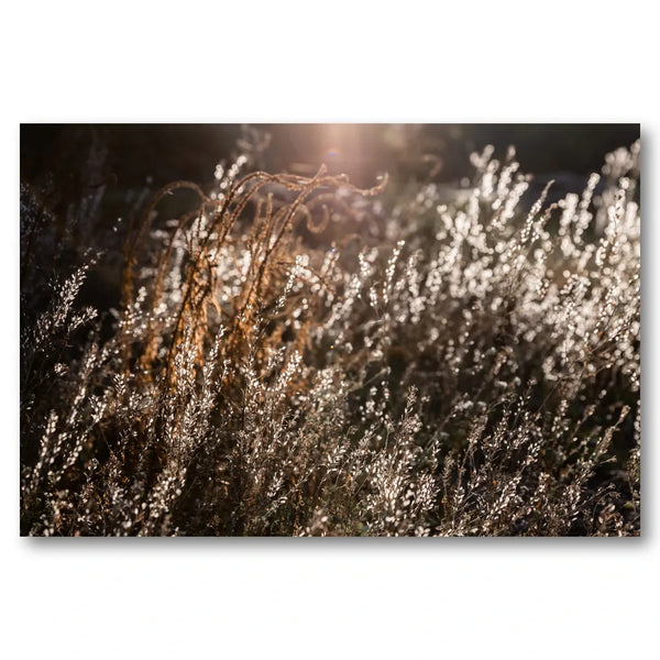 Warm Winter Light 4 Photo Print