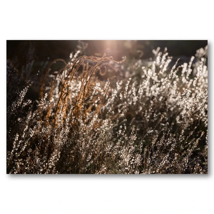 Warm Winter Light 4 Photo Print