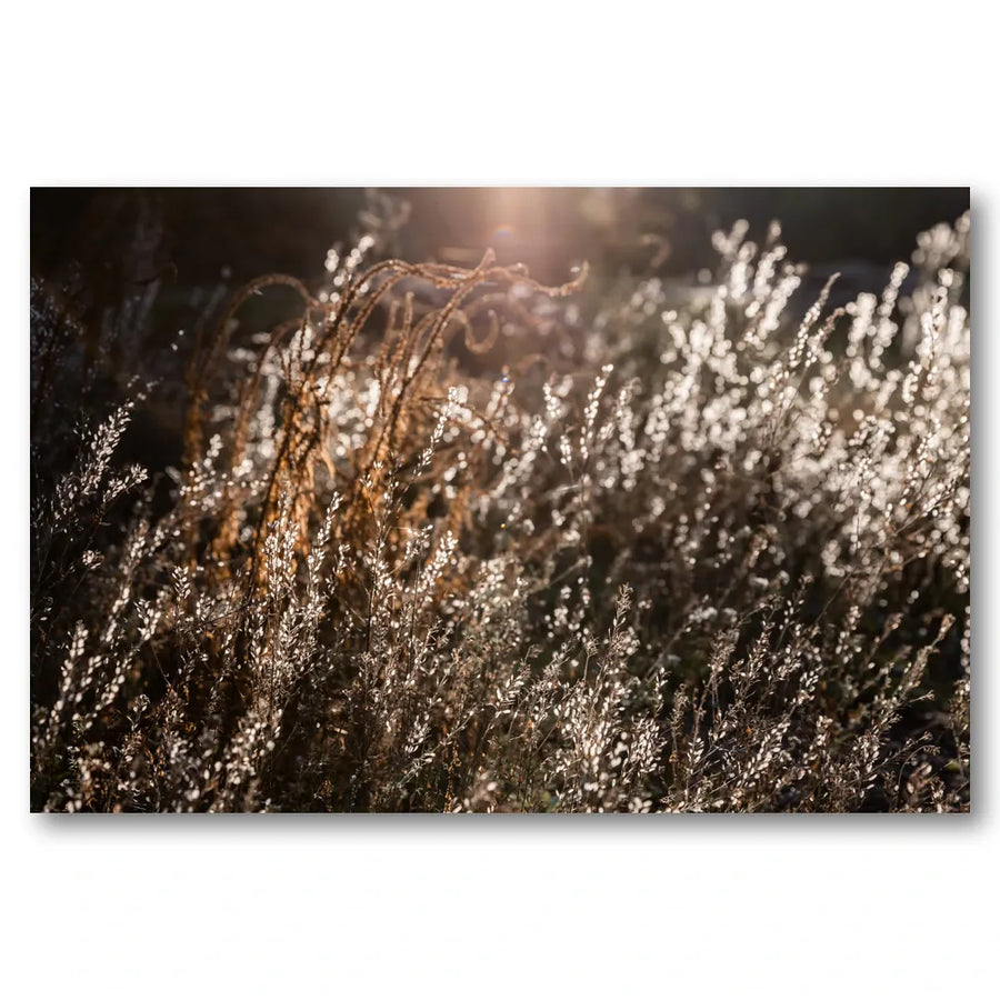 Warm Winter Light 4 Photo Print