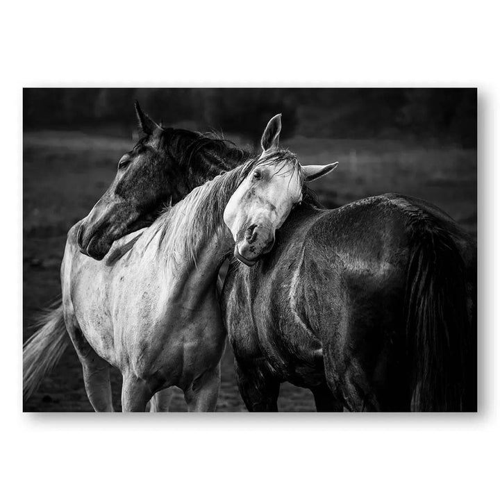 Equine Embrace Photo Print