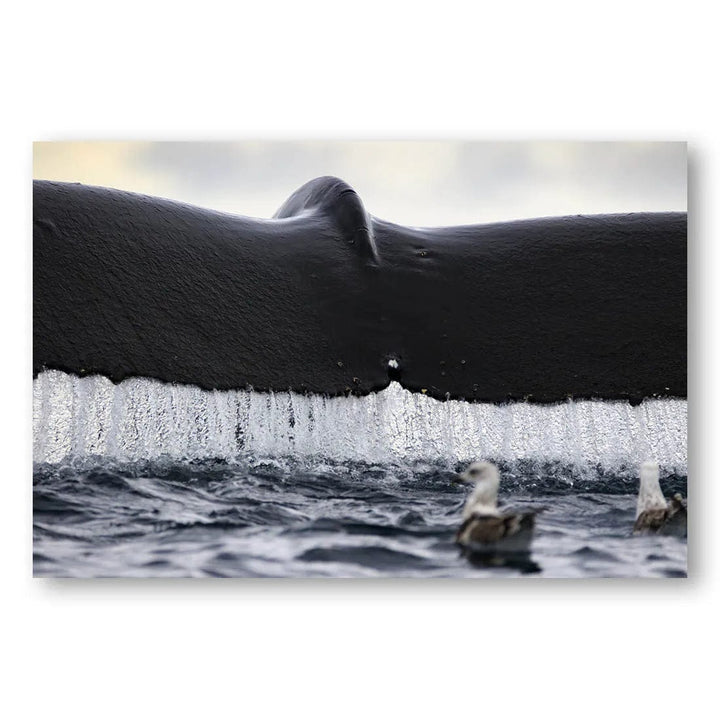 Whale Waterfall Photo Print