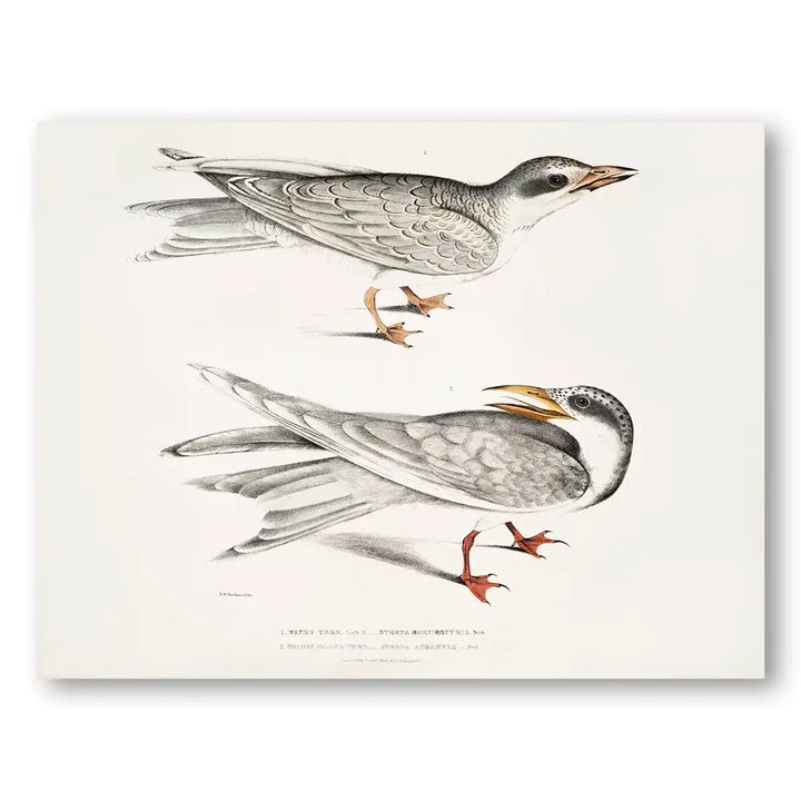 Waved & Orange Billed Terns Art Print