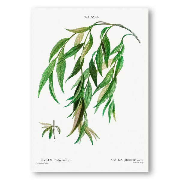 Weeping Willow Art Print