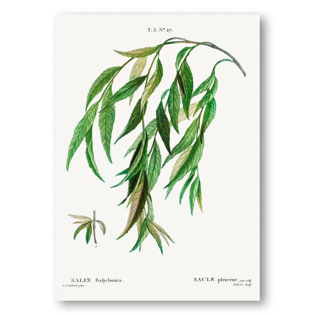 Weeping Willow vintage print, one of the pair