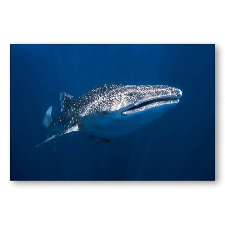 Whale Shark Majesty Photo Print