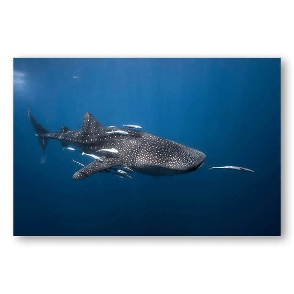 Ocean Giant Majesty Photo Print