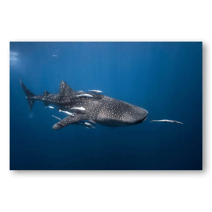 Ocean Giant Majesty Photo Print