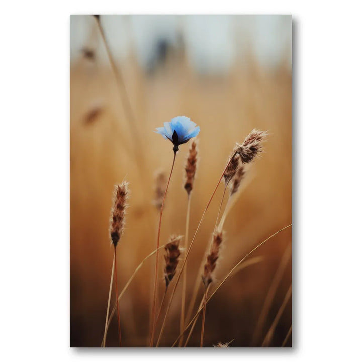 Whisper of Blue Photo Print