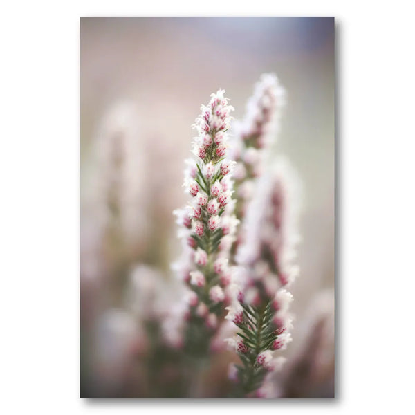 Whispers of Heather Photo Print