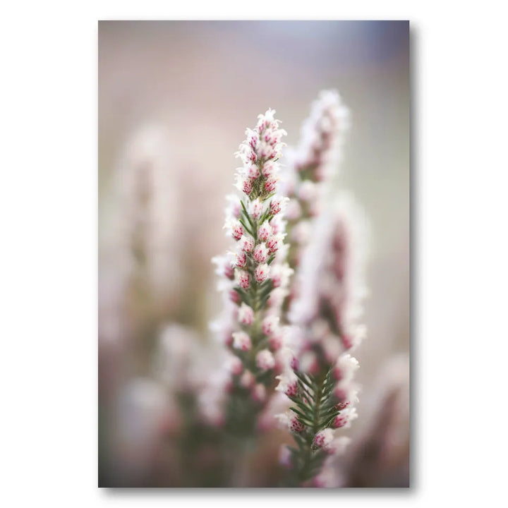 Whispers of Heather Photo Print