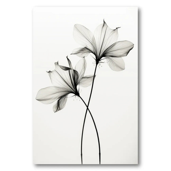 Whispers of Petals Photo Print