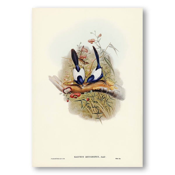 White-backed Superb Warbler by Elizabeth Gould Art Print