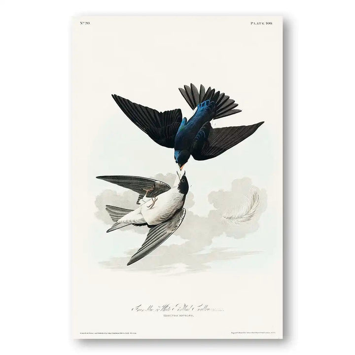 White-bellied Swallows by John James Audubon Art Print