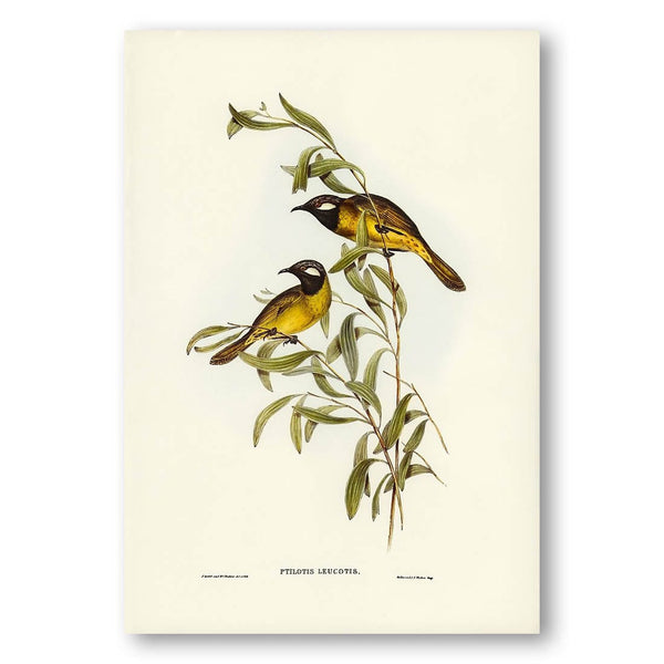 White-eared Honeyeater by Elizabeth Gould Art Print