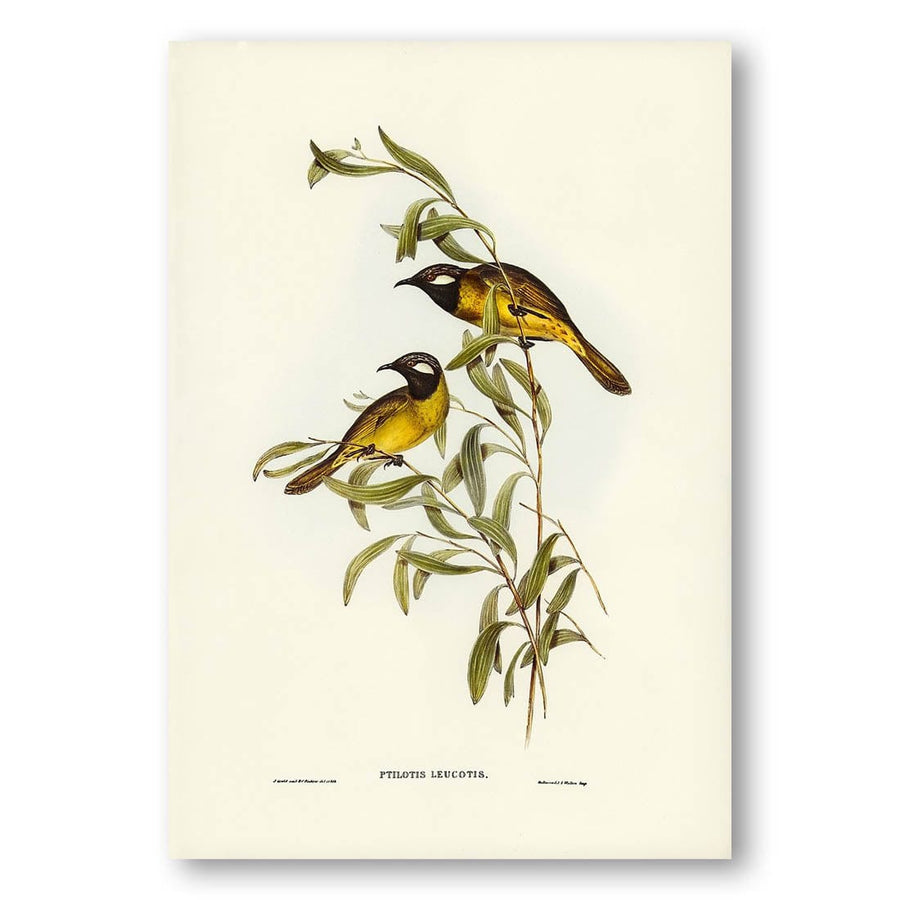 White-eared Honeyeater by Elizabeth Gould Art Print