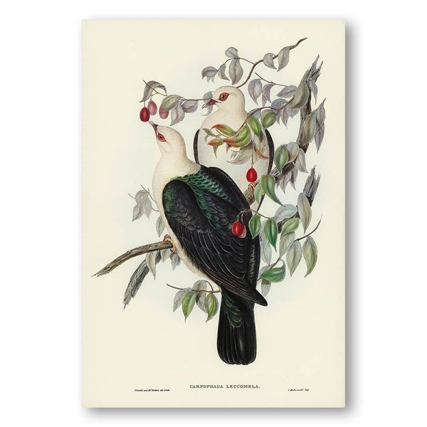 White-headed Fruit Pigeon by Elizabeth Gould Art Print