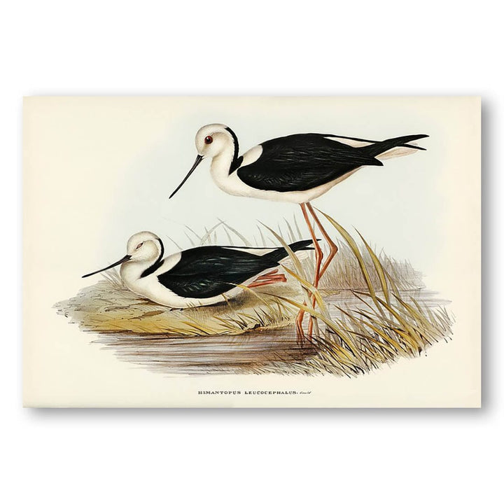 White-headed Stilt by Elizabeth Gould Art Print