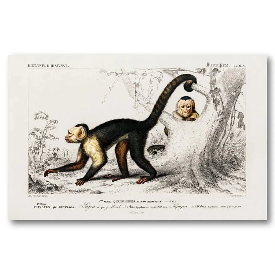 White-headed Capuchin by D Orbigny Art Print