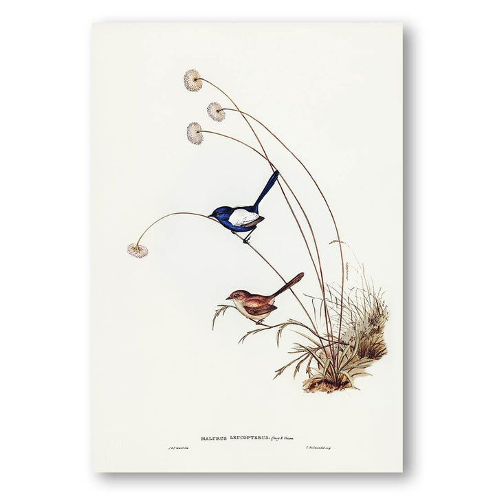 White-winged Wren by Elizabeth Gould Art Print
