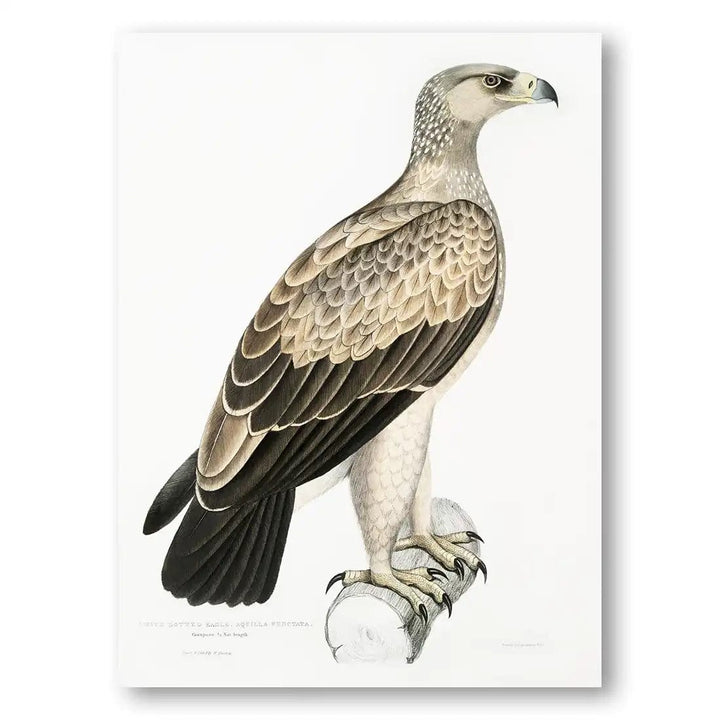 White Dotted Eagle Illustration Art Print