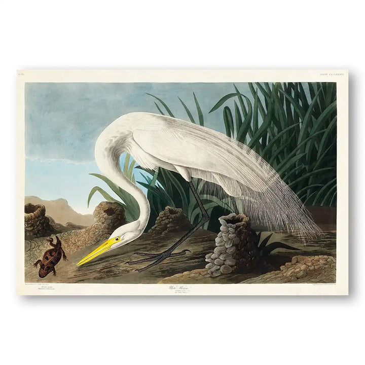 White Heron Hunting Lizard Art Print