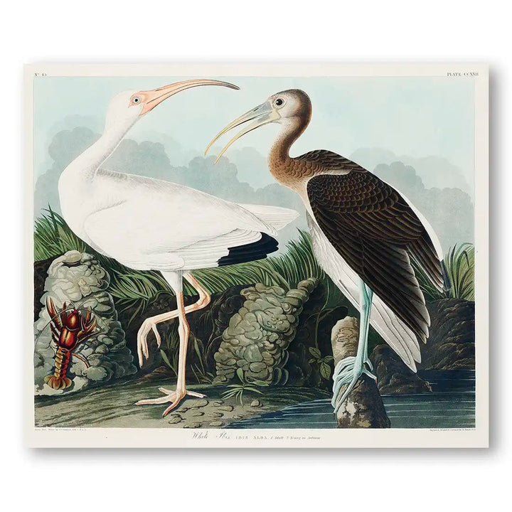 White Ibis by John James Audubon Art Print