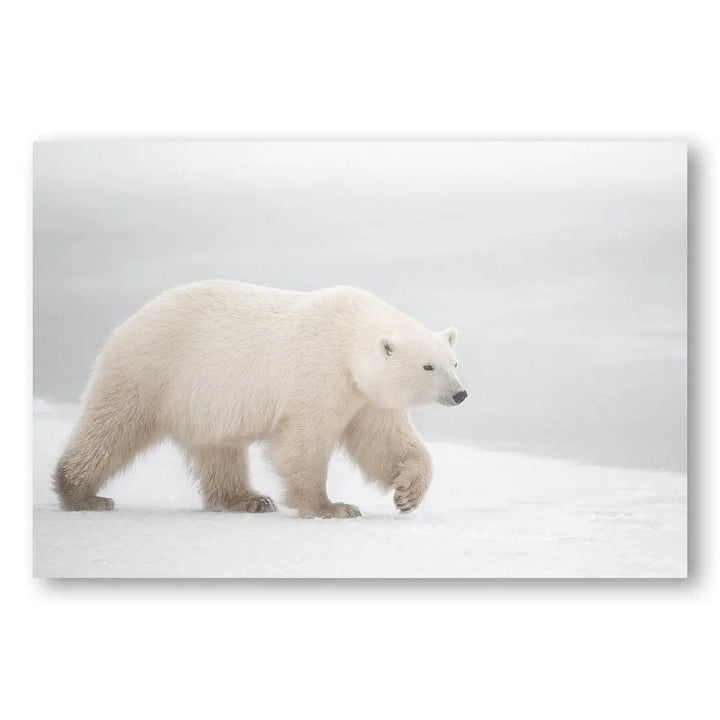 White Polar Majesty Photo Print