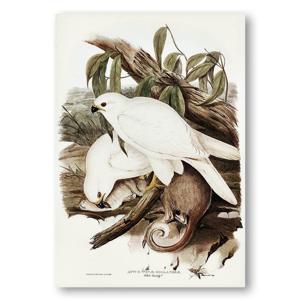 White Goshawk by Elizabeth Gould Art Print