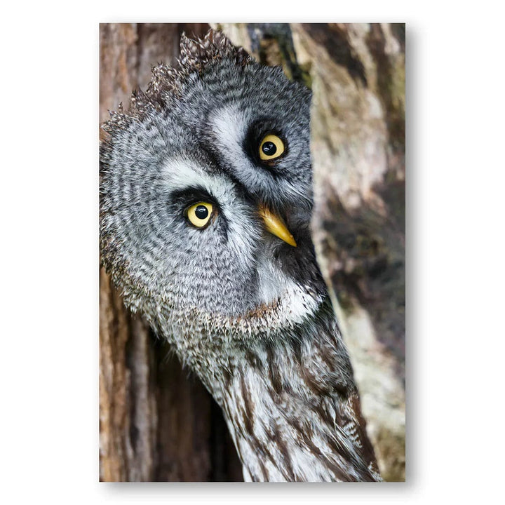 Who's There Owl Photo Print