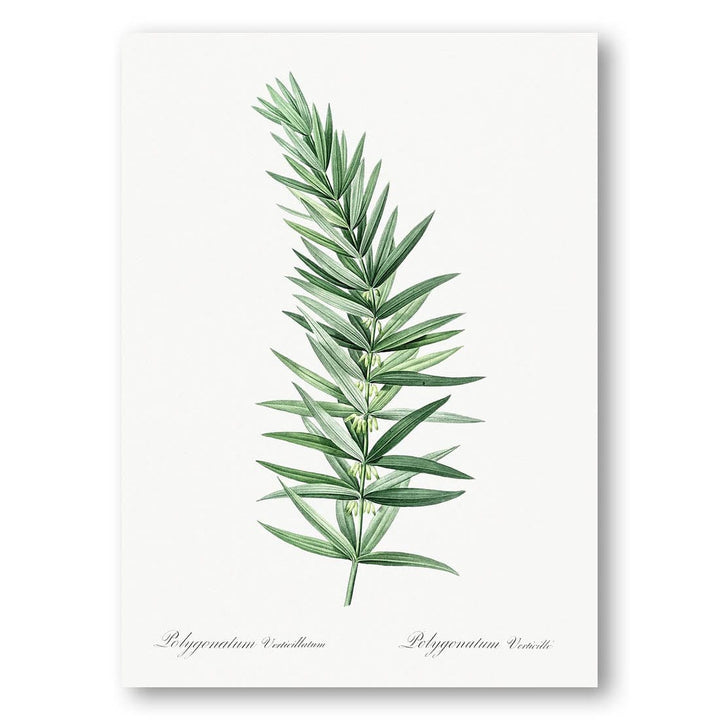 Whorled Solomons Seal by Pierre-Joseph Redouté Art Print