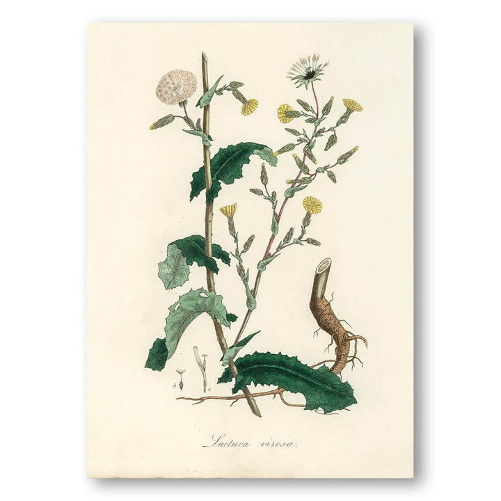 Wild Lettuce Illustration Medical Botany Art Print