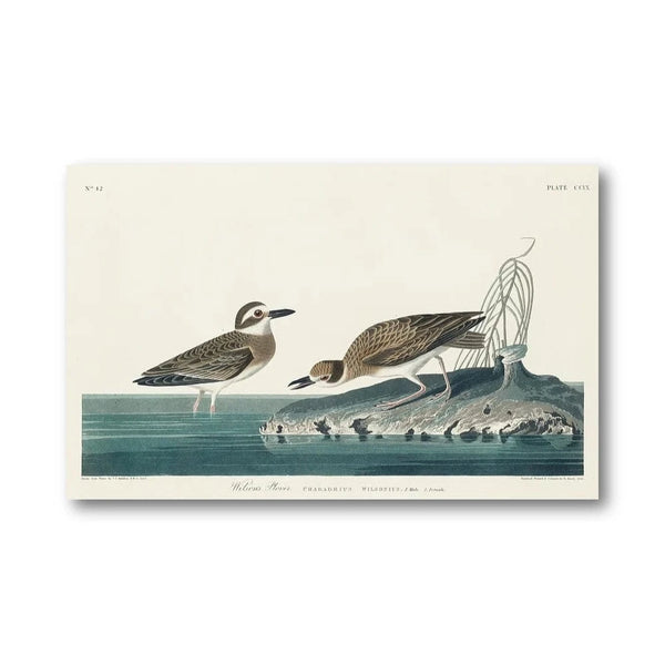 Wilsons Plover Audubon Art Print